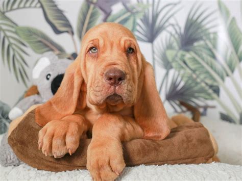 Bloodhound-DOG-Male--2758521-Animal Kingdom | Puppies N Love