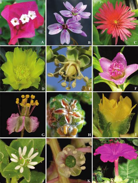 Diverse forms of perianth in the core Caryophyllales. A , Bougainvillea ...