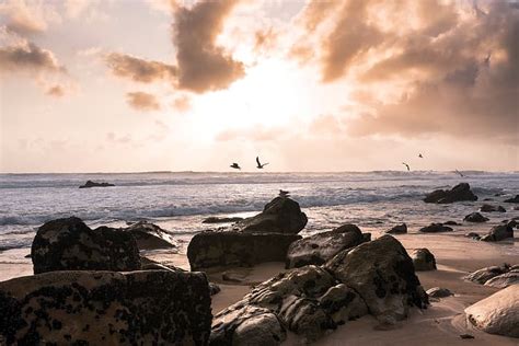 HD wallpaper: sea, birds, shore | Wallpaper Flare