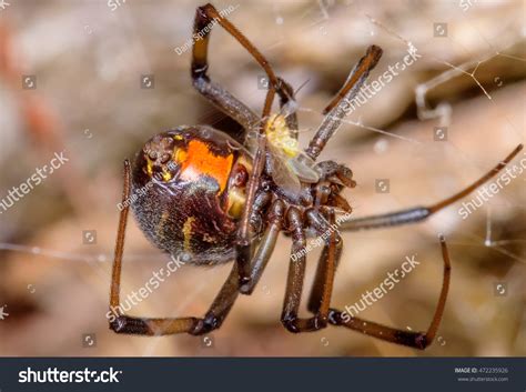 1,613 Brown widow spider Images, Stock Photos & Vectors | Shutterstock