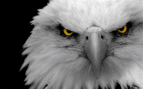 Eagle Wallpaper (81+ images)