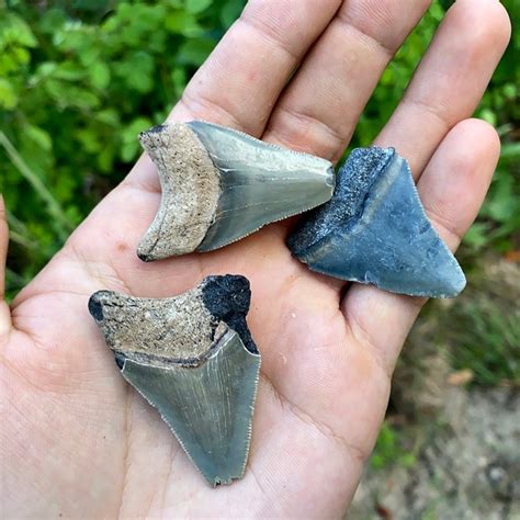 Lot of Fossil Sharks Teeth (Megalodon and/or Angustidens) | Oligocene-Miocene - PaleoCris