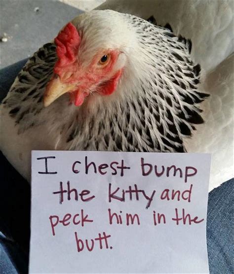 25 Funny Chickens Get Shamed