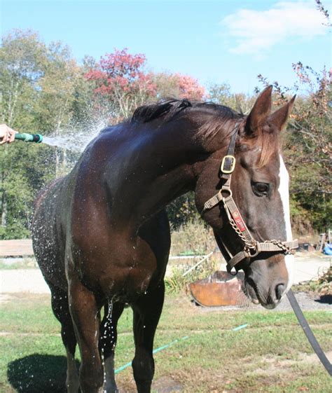 From Horse Shampoo to Sweat Scraper- Bathing Kit Essentials - Discussions at DoverDiscussions at ...