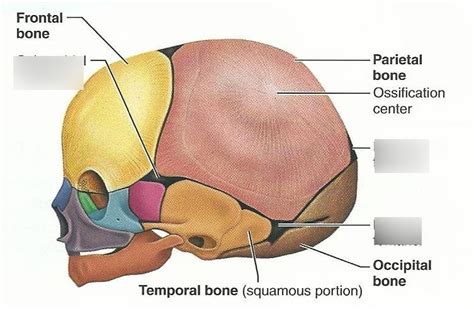 Fetal Skull Fontanelles Diagram | Quizlet