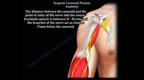 Scapula Coracoid Process Anatomy - Everything You Need To Know - Dr ...