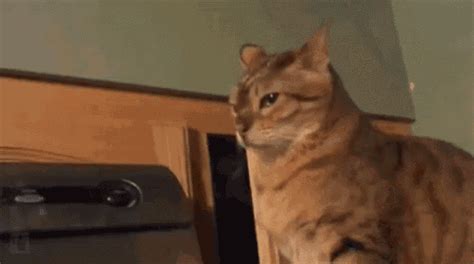 Slap GIF - Sneak Cat Prank - Discover & Share GIFs