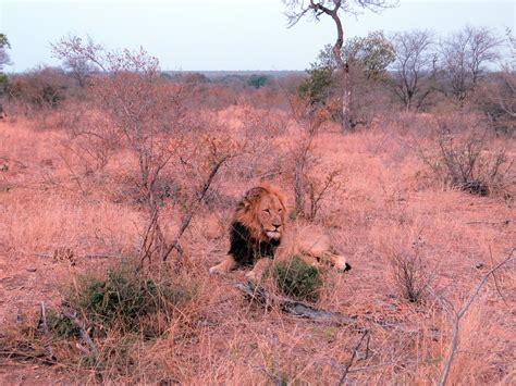 Kruger National Park | Flickr