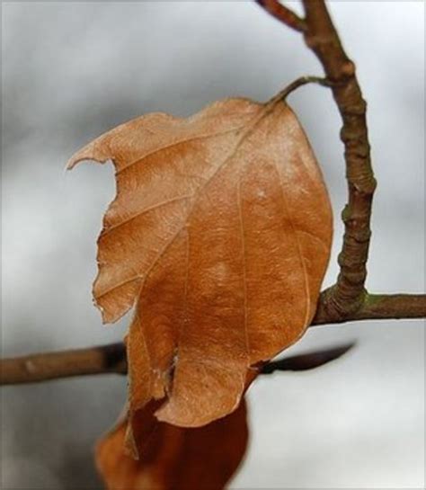 Urban plants' role as carbon sinks 'underestimated' - BBC News