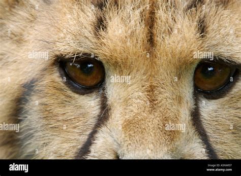 Cheetah cub eyes Acinonyx jubatus Gepard Jungtier Augen Stock Photo - Alamy