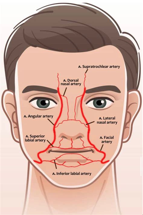 Facial artery anatomy | Facial aesthetics, Aesthetic dermatology, Cosmetic injectables