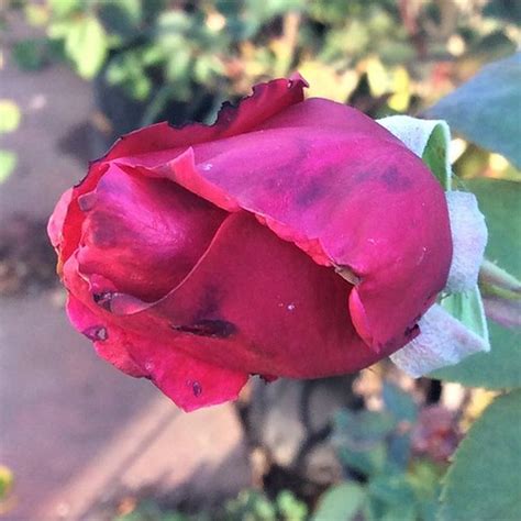 Deep red rose bud | #peace #patio #potted #natural #rose #ga… | Flickr
