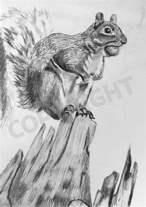 Squirrel In Tree Drawing at PaintingValley.com | Explore collection of Squirrel In Tree Drawing