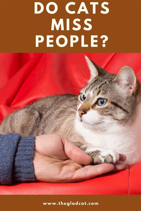 Do Cats Miss People? in 2023 | Cat facts, Cat questions, Cat care