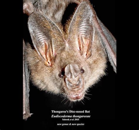 Species New to Science: [Mammalogy • 2015] Eudiscoderma thongareeae | ค้างคาวแวมไพร์แปลงทอง ...