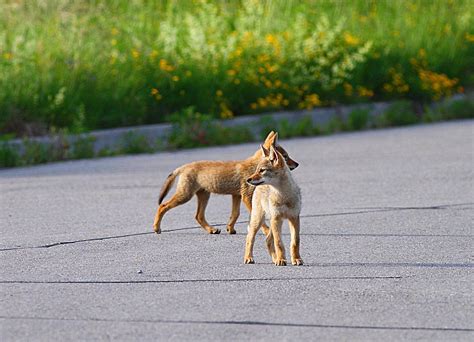 Coyote Wolf Bear Initiative | Coyote Watch Ianada