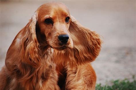 24 Cocker Spaniel Colors & Patterns (With Pictures) | Hepper