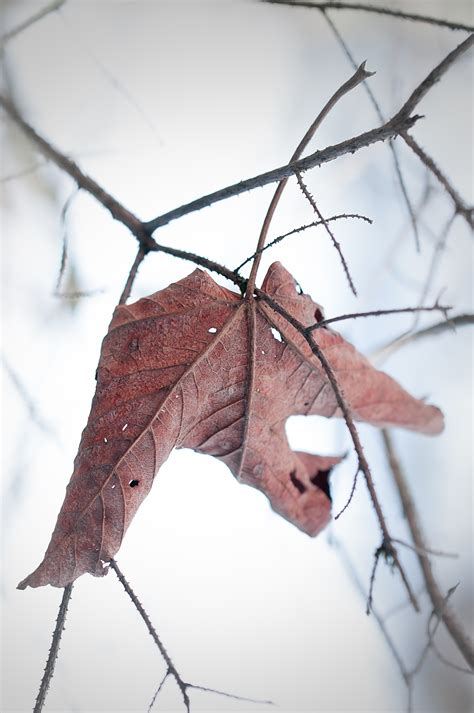 Free Images : nature, branch, winter, wing, fog, leaf, dry, brown, close, season, twig, leaves ...