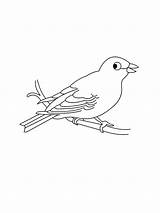Canary coloring pages sketch template
