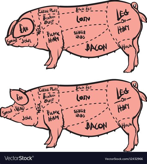 Parts Of Pig Diagram