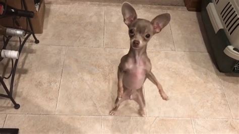 Cute dancing chihuahua video - YouTube