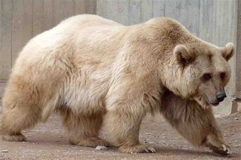 10 Intriguing Facts About the Pizzly Bear You Probably Didn’t Know! - Species On Earth