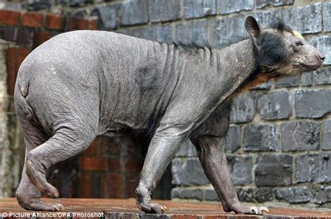 Hairless Bear is Quite Frightening!! (4 pics) - Izismile.com