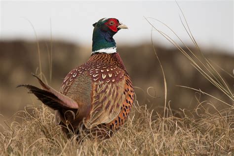 Pheasants at risk from predators on unfamiliar ground