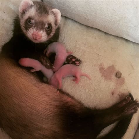 Babies Ferrets 💕🐻 | Funny ferrets, Pet ferret, Baby ferrets