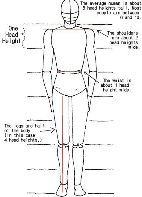 Body Proportions Tutorial by crazy-fae on DeviantArt