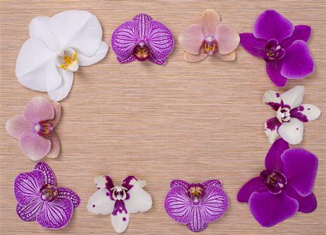 Orchid Flowers On Beige Texture Background For Spa Design Stock Photo - Download Image Now - iStock
