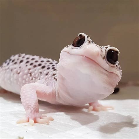 An adorable Leapord Gecko! - 9GAG