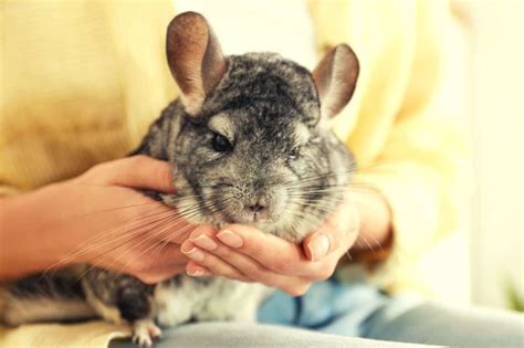 11 Chinchilla Care Tips For A Happy Pet - KoalaPets