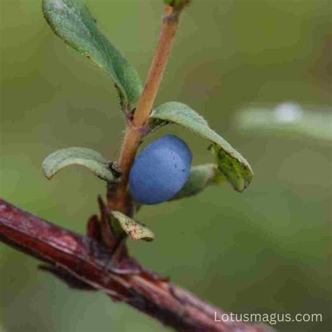 Are Honeysuckle Berries Edible? (Types, Easy to Identify)