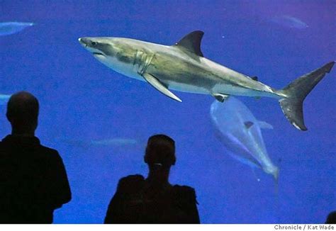 Monterey Aquarium's great white shark released at sea