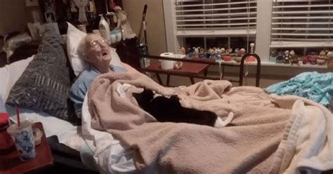 Cat Devastated When Her 96-Year-Old Companion Becomes Ill