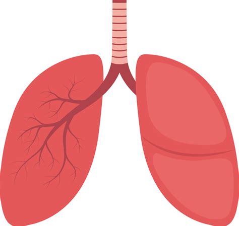 Lungs png transparent images