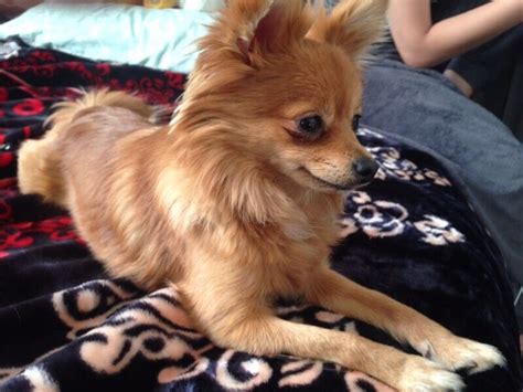 55+ Pomeranian Dog Mix With Chihuahua Image - Bleumoonproductions