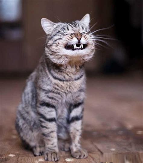 Funny Smiling Laughing Cat Pets Lol Cat Pics