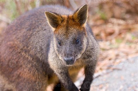 Brush-Tailed Rock Wallaby 841943 Stock Photo at Vecteezy