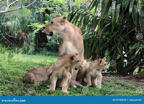 Lion pride stock photo. Image of closeup, expression - 47745418