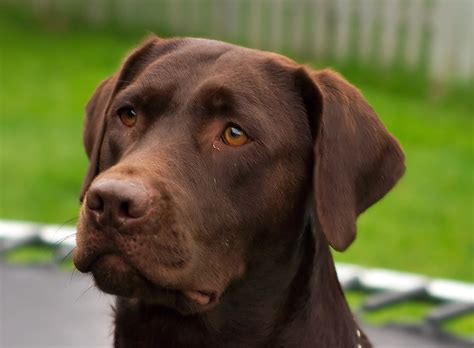 Why Labradors Are the Best Family Dog - Neater Pets