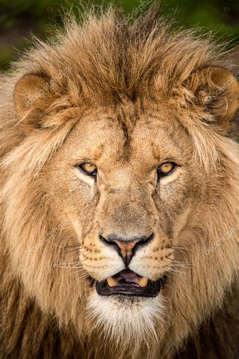 lion face front view - Google Search | Lion photography, Lion images ...