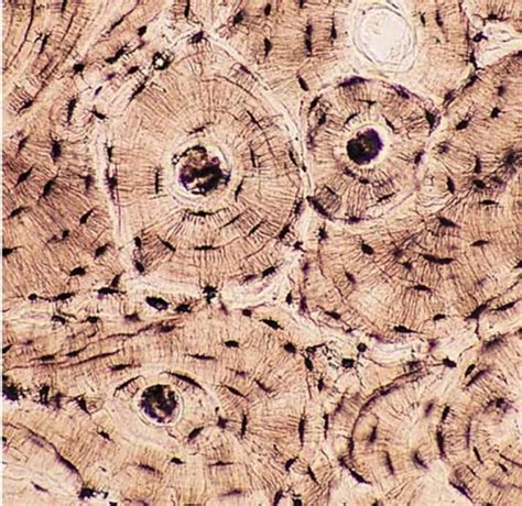 Compact Bone - Connective Tissue