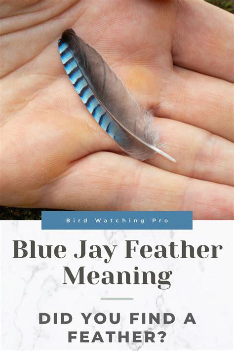 Blue Jay Feather Meaning: Did You Find a Feather? | Blue jay feather ...