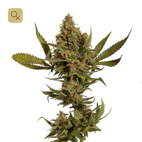 Willy Wonka (de Mr. Natural Seeds) :: Info de Variedad