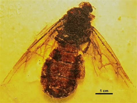 Titanomyrma gigantea | Prähistorische Lebewesen und Erdzeitalter Wiki | Fandom