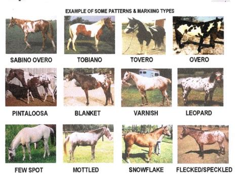 kinds of paint horses | International Pintaloosa Horse Registry Horse Color Chart, Color Charts ...