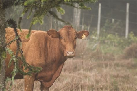 Premium Photo | Beautiful red angus calves grazing nutritious pasture