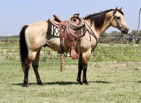 How to Discover The Best Western Riding Horse Breeds Now